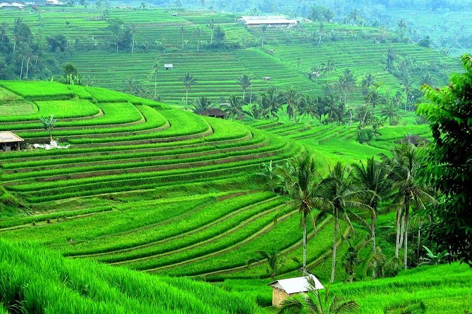 Ancient Temples and Jatiluwih Rice Terrace Private Tour - Entering Bali’s Temple-and-Terrace Circuit from Seminyak