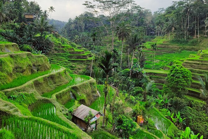 Bali Airport Pickup Transfer to Ubud Area (Private) - The Ride: What Your First 1.5 to 2 Hours in Bali Feels Like