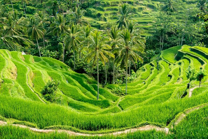 Bali All-Inclusive: Ubud Tour with Entrance Ticket and Lunch Included - Why You’ll Be Happy Not to Self-Drive in Ubud