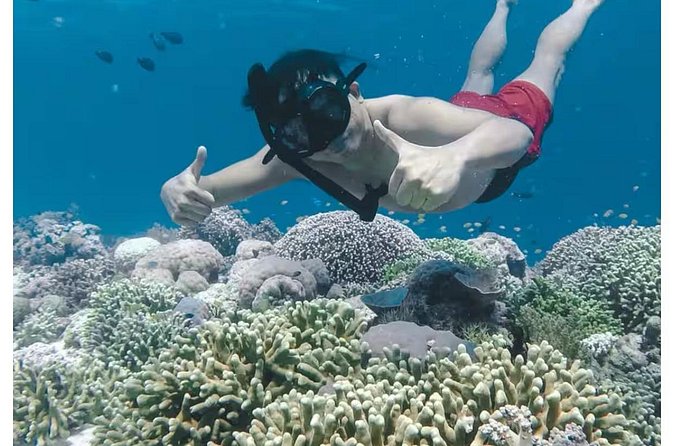 Bali and Lovina with Sunrise Dolphin Tour and Snorkeling - Swimming With Dolphins: How to Set Yourself Up for a Good Session