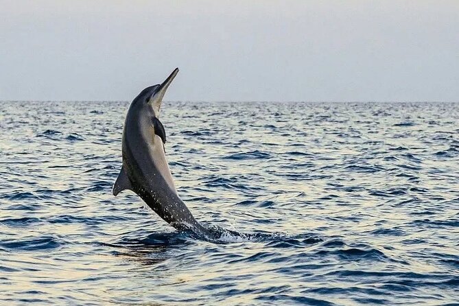 Bali and Lovina with Sunrise Dolphin Tour and Snorkeling - Food, Water, and Comfort: The Small Inclusions That Matter