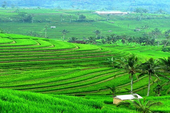 Bali: Bedugul Lake Temple, Banyumala Waterfall, UNESCO Rice Field - Should you book this Bedugul–Banyumala–Jatiluwih day?