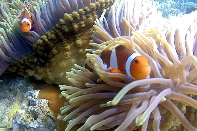 Bali Best Snorkeling at Blue Lagoon - Timing that works: 2 hours snorkeling, 2–3 hours total