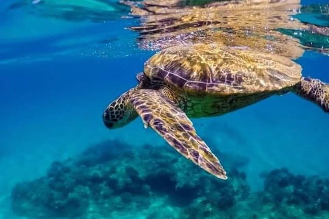Bali Best Snorkeling at Blue Lagoon - Stop 2: Tanjung Jepun for a second round of snorkeling