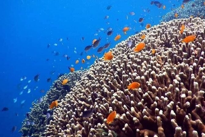 Bali Best Snorkeling at Blue Lagoon - Transportation, meeting point, and why Padangbai matters
