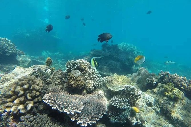 Bali Best Snorkeling at Blue Lagoon - Price check: is $29.99 good value for Bali snorkeling?