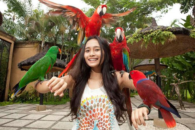 Bali Bird Park Admission Ticket with Hotel Transfer - Bird shows included: how to plan your timing