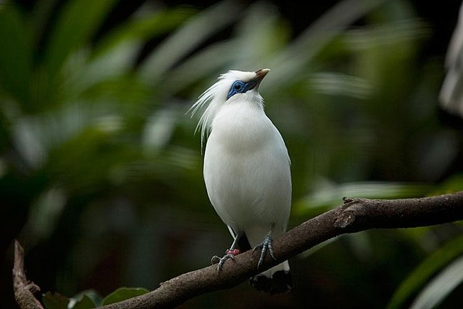 Bali Bird Park Admission Ticket with Hotel Transfer - Practical tips before you go