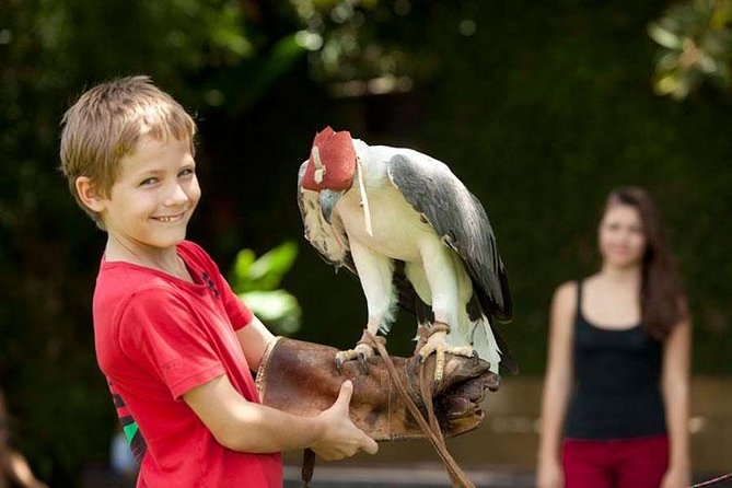 Bali Bird Park Admission Ticket with Hotel Transfer - Walking the park: what you’ll actually see at Bali Bird Park