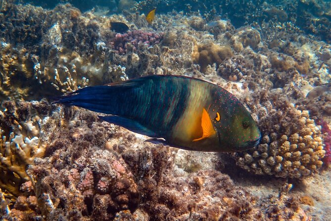 Bali Blue Lagoon Snorkeling with Private Transfer and Lunch - Private tour perks: Only your group, in practice
