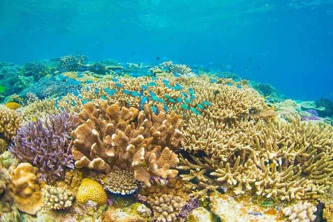 Bali Blue Lagoon Snorkeling with Private Transfer and Lunch - What the timing means for your day plan