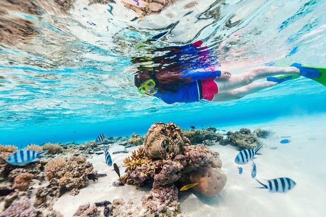 Bali Blue Lagoon Snorkeling with Private Transfer and Lunch - Should you book this Bali Blue Lagoon Snorkeling tour?