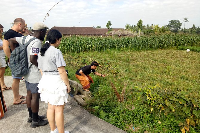 Bali Cooking Class and Ubud Sightseeing Tour - Tegalalang Rice Terrace: A Classic Ubud View with Real Context
