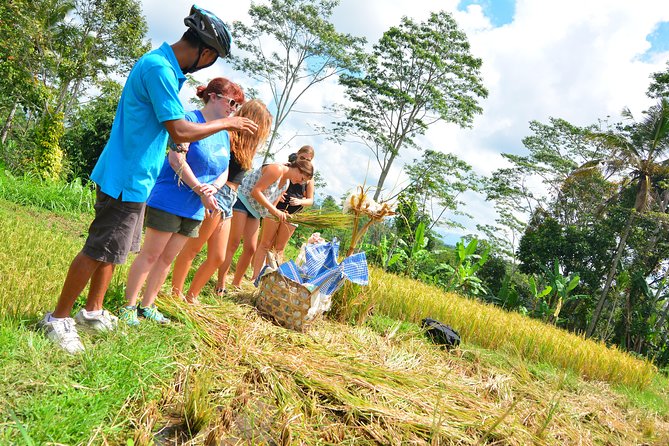 Bali Countryside Cycling Tours - Stop 3: Tegalalang Rice Terrace photos and planting know-how