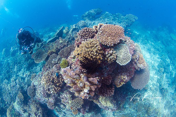 Bali Diving Day Trip-Manta Point/Tulamben Shipwreck-Fun Dive - USAT Liberty: Why this wreck works so well for first-timers