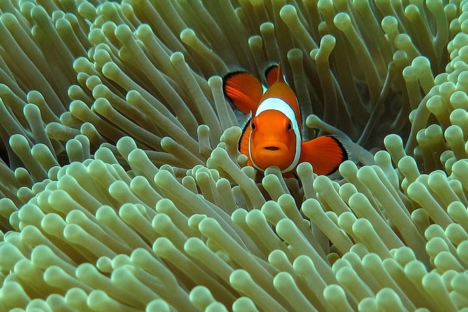 Bali Diving for Beginners: Tulamben Liberty Wreck - Key things you’ll notice right away