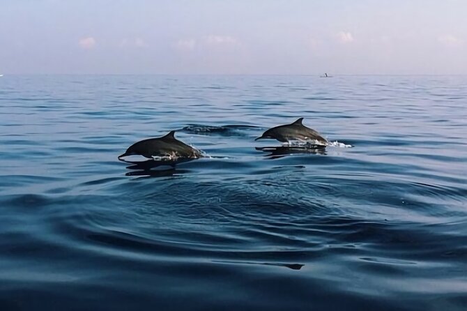 Bali Dolphin Lovina tour and Ulundanu Beratan - Why Lovina at dawn is the star of this Bali day