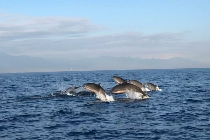 Bali Dolphin Lovina tour and Ulundanu Beratan - Traditional boat dolphin watching: what you’ll actually do out there