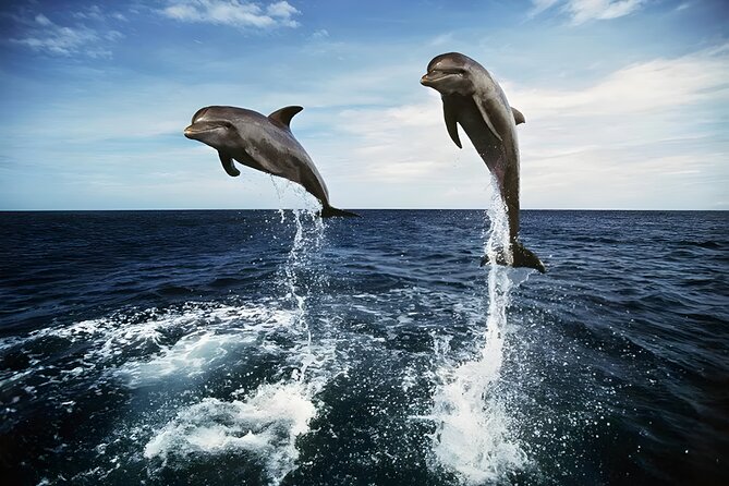 Bali Dolphin Watching Sunrise Tour in Lovina Beach - Pickup at 3:00 am: the logistics that make or break your morning