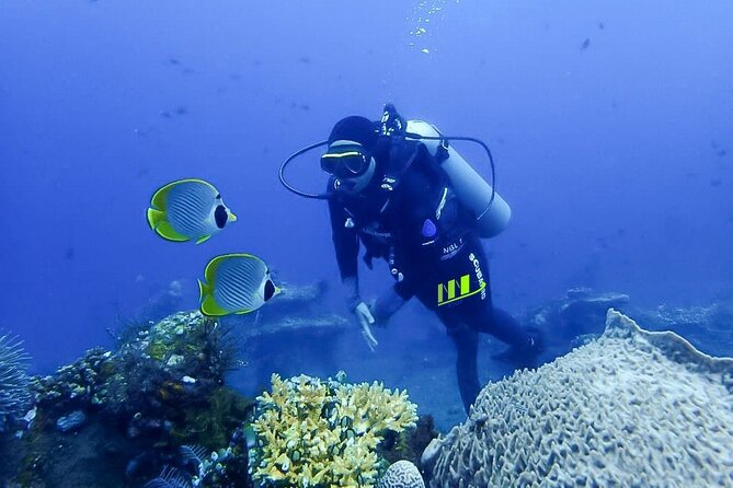 Bali Full Day Experience Scuba Diving Tour at Tulamben - Stop 1: Reef Beauty in Coral Garden or Wall Coral