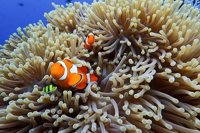 Bali Full Day Experience Scuba Diving Tour at Tulamben - The 6-Hour Day Flow From Noble Resort to Back Again