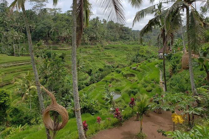 Bali Full Day Holy Water Tour - Kintamani Volcano Views During Your Break