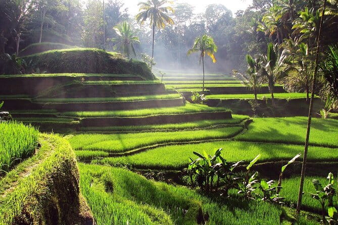 Bali Full-Day Tours : Waterfall and Ubud Destination Trip - What makes this Bali full-day Ubud tour a smart buy
