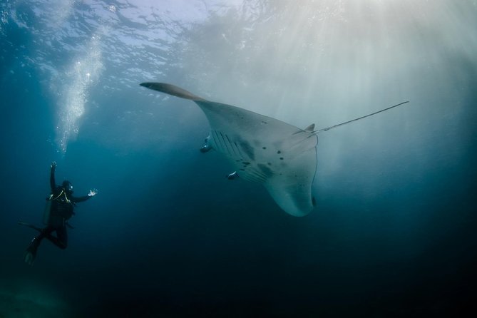 Bali Hai - Reef Cruise - Key highlights you’ll actually care about