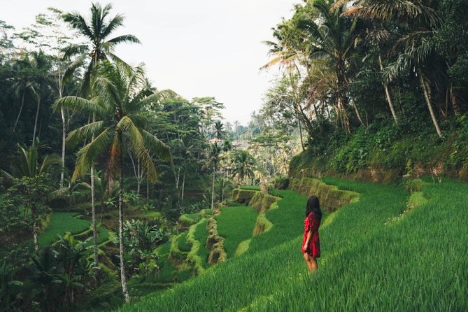 Bali Highlights : Nature, Waterfall, Rice Terraces and Volcano - Key highlights worth your attention