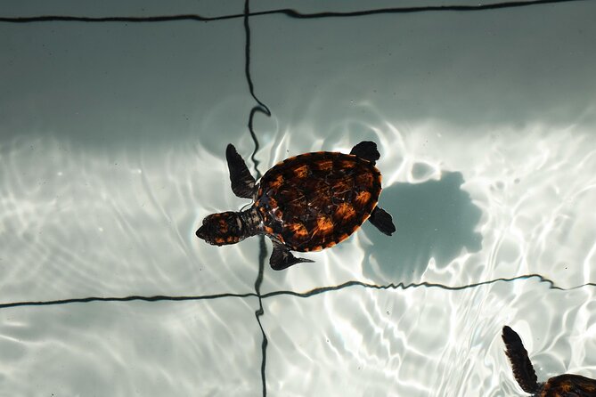 Bali Horse Riding and Turtle Release at Saba Beach - Sea Turtles at Saba Asri: a meaningful start to the day