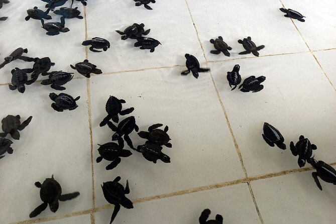 Bali Horse Riding and Turtle Release at Saba Beach - Tegenungan Waterfall: photos, cool air, and a chance to reset