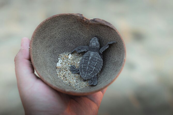 Bali Horse Riding and Turtle Release at Saba Beach - Price value check: what $64 really covers