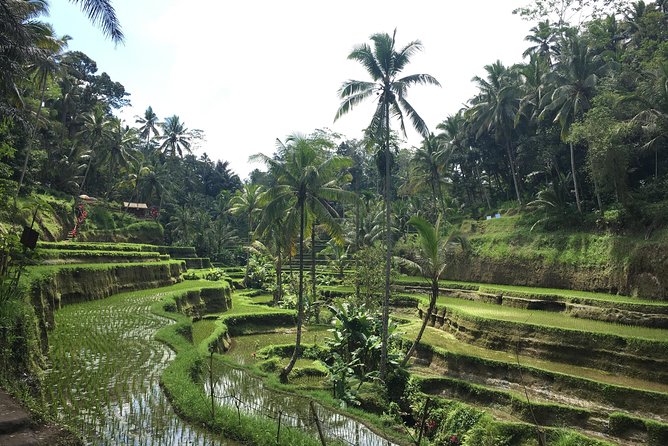 Bali Individual Route With Private English Speaking Driver - Private Driver Pickup: Why This Starts Better Than Most Tours