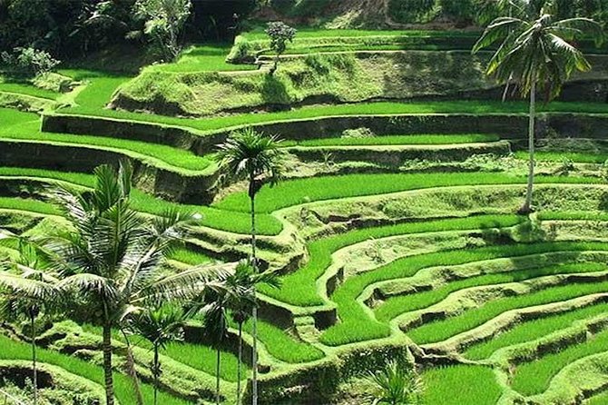 Bali Instagram Tour : The Most Popular Spots In Bali - Tegalalang rice terraces: your final photo set, plus optional swing time