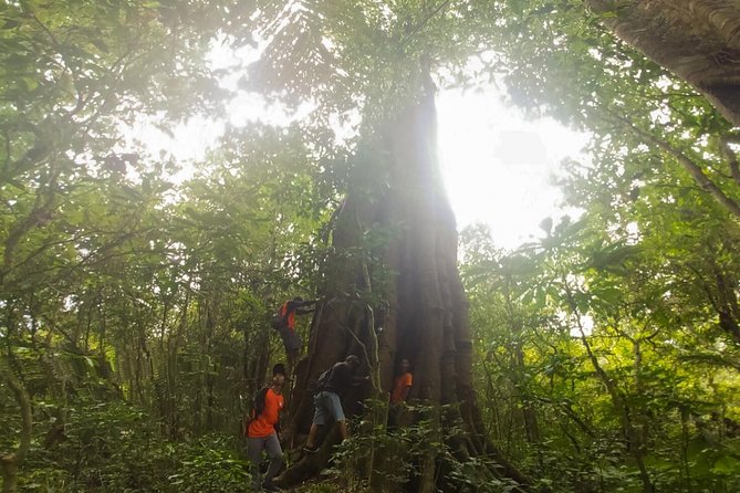 Bali Jungle Trekking and Lake Canoeing Tour - Forest walking between Buyan and Tamblingan: banyan trees and culture