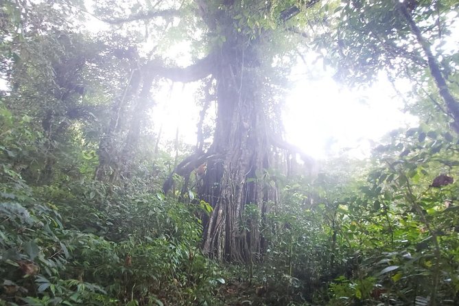 Bali Jungle Trekking and Lake Canoeing Tour - The $34 value: what you get, what costs extra, and what upgrades mean