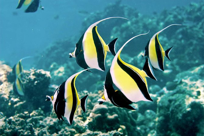 Bali Menjangan Island Snorkeling Day Tour - Key highlights worth clocking