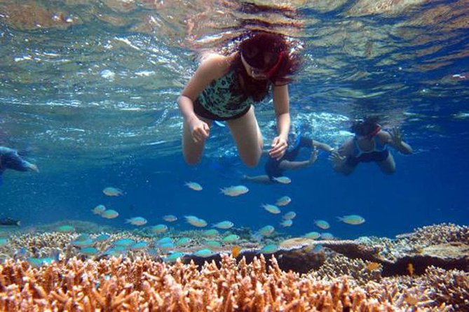 Bali Menjangan Island Snorkeling Day Tour - Menjangan Island reefs: why this northwest Bali stop feels special