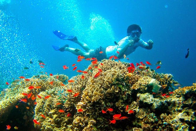 Bali Menjangan Island Snorkeling Day Tour - Menjangan Island National Park: where the reef viewing happens