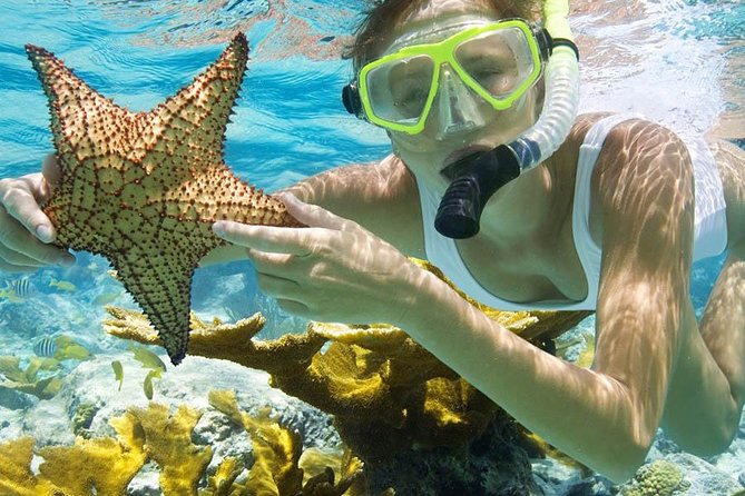 Bali Menjangan Island Snorkeling Day Tour - Snorkeling time at Menjangan: how to enjoy the clearest moments