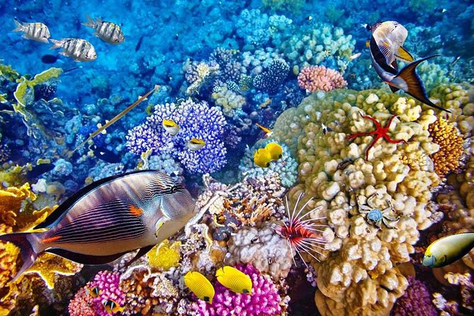 Bali Menjangan Island Snorkeling Day Tour - Price and value: is $132 worth paying for?