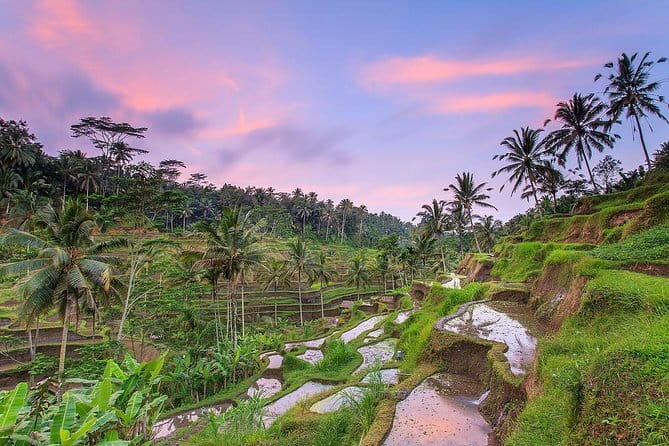 Bali : Northern Bali Private Day Trip with Transfer - Stop 6: Bedugul Coffee-Making Process—A Short Cultural Pause