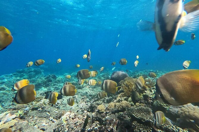 Bali Nusa Penida and Private Snorkeling (Manta Bay, Gamat, Wall) - Land stops: Kelingking Beach, Angel’s Billabong, and Pasih Uug