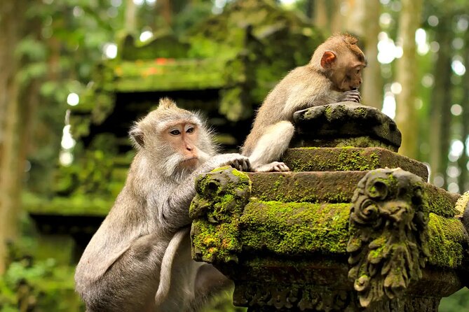 Bali Private Car Charter & Customize Tour With Driver English Speaking-Free WiFi - Satria Coffee Plantation: coffee and herbal samples on the clock