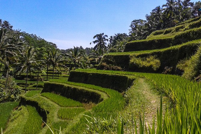 Bali Private Car Charter with English Speaking Driver - Bali traffic turned manageable with an English-speaking driver