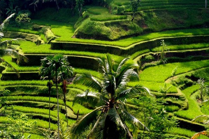 Bali Private Car Charter with English Speaking Driver - Ubud highlights: Tegalalang, Tirta Empul, and the Sacred Monkey Forest