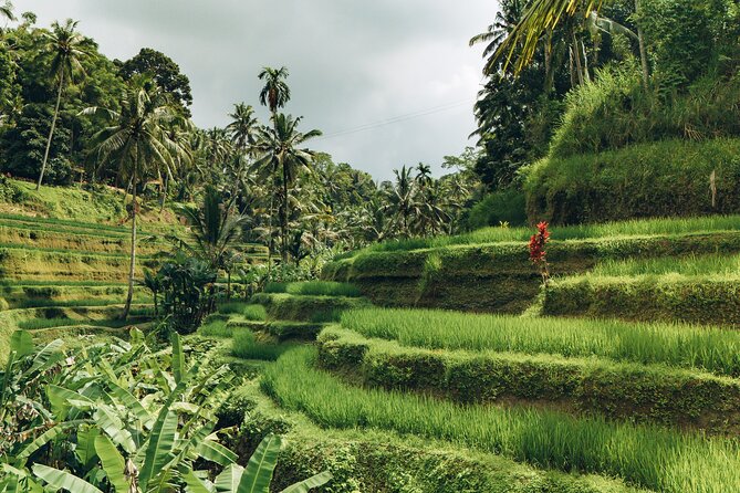 Bali Private Car Full Day Customized Tour With Drone Service - Who This Tour Fits Best (And Who Should Skip It)
