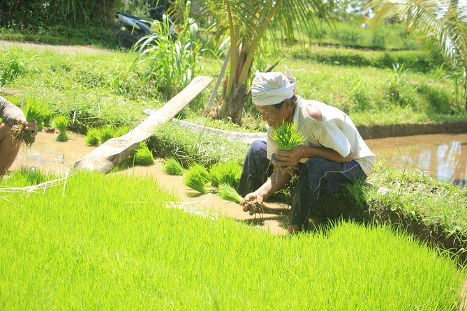 Bali Quad and Buggy Discovery Tour, Including Round-Trip Transfer - Lunch break: buffet lunch that actually helps after the ride