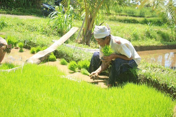 Bali Quad and Buggy Explorer Tour - Buggy ride: a 4WD alternative with seat belts and roll bars