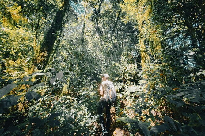 Bali Rainforest Hiking With Canoeing And Waterfall Adventure - Quick Hits: What Makes This Bali Rainforest Day Work